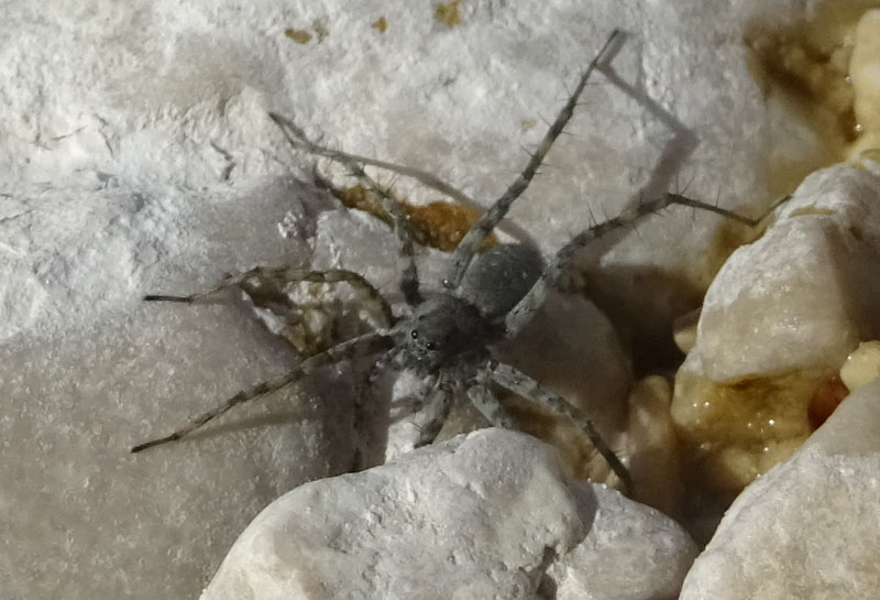 Pardosa wagleri - Levico (TN)